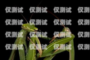 巧用螳螂外呼系統，實現星號轉數字的便捷操作螳螂科技外呼系統