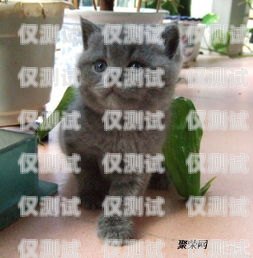 藍(lán)貓電銷卡激活要錢嗎？多少錢？藍(lán)貓電銷卡激活要錢嗎多少錢一張